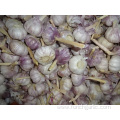 Best Quality Of Jinxiang Normal White Garlic 2019